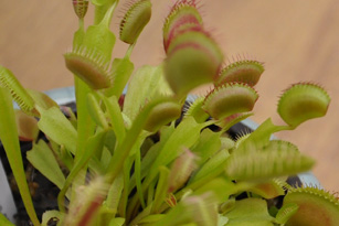 plant